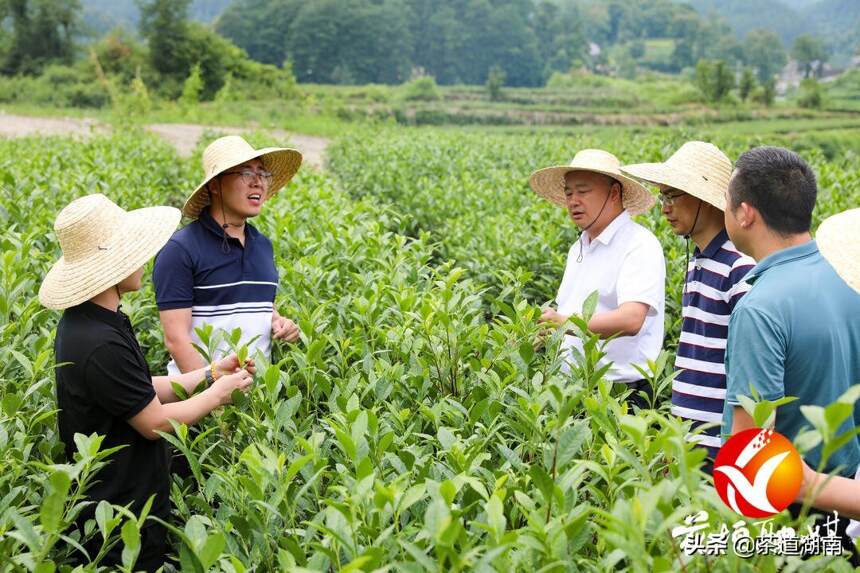 中国农科院茶叶研究所、湖南农业大学专家到花垣县调研茶叶产业