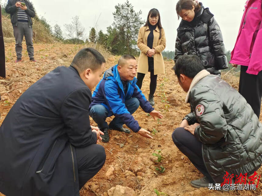 省农科院茶叶研究所指导组到泸溪县调研指导白茶产业