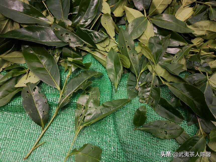 深耕篇——武夷岩茶茶树的种植管理