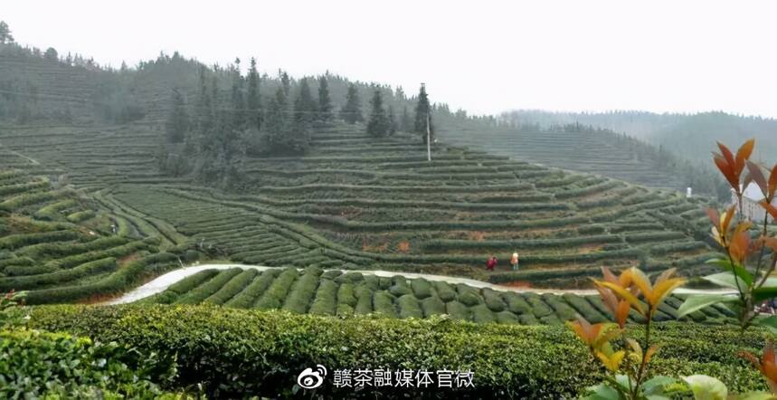 九江濂溪区茶协 孔令健：多措并举 小茶叶成就大产业
