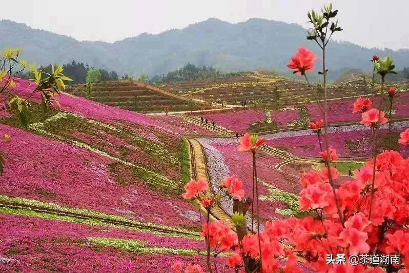 湖南省委书记许达哲也想去看看的茶乡花海是这样的