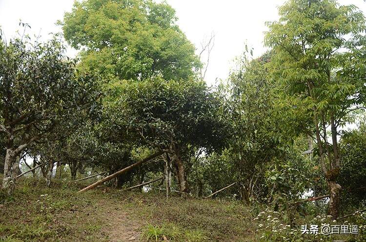 百里遥《2020头春布朗山》∣甜茶树种，茶味厚重，高甜度