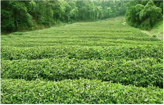 刘仲华丨茶产业发展中科学与文化的力量