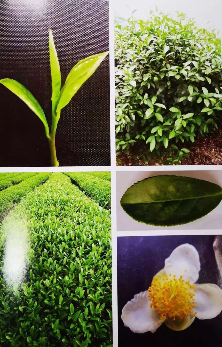 万万没想到，福建的国家级茶树品种原来是这些……