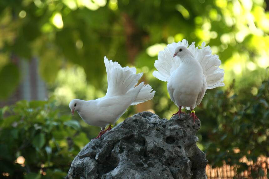 世界十大聪明动物，和平使者山野精灵——鸽子