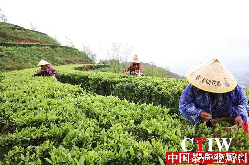 “煤乡”变“茶乡”茶叶飘香产业旺