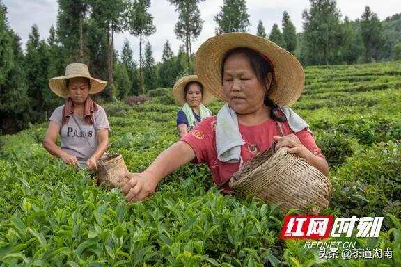 泸溪：云雾深处林下野生绿茶的耕耘者