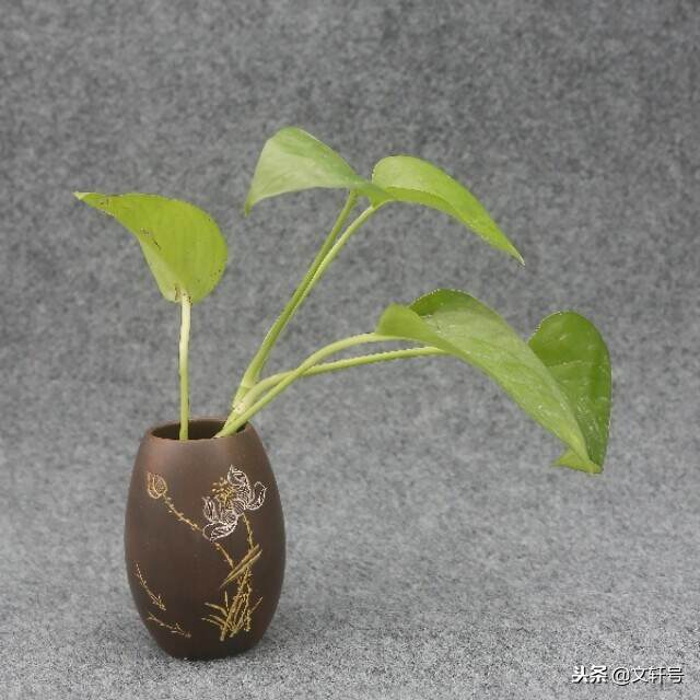 一个花瓶，一株绿植，让简单的装饰变得不一样的环境！