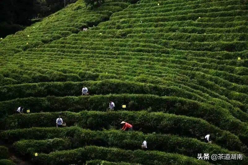 连续23年丨白云山有机茶顺利通过OFDC中国有机产品认证