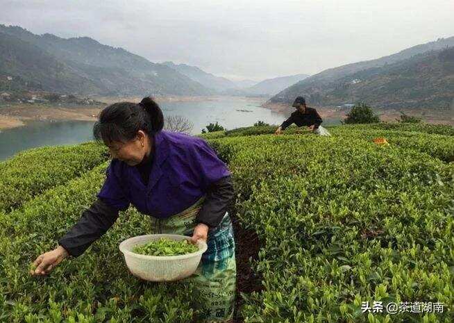 《湖南省茶产业发展促进条例》立法调研团队到郴州调研