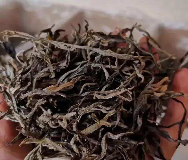 为什么烘青，炒青绿茶不能用来加工普洱茶？