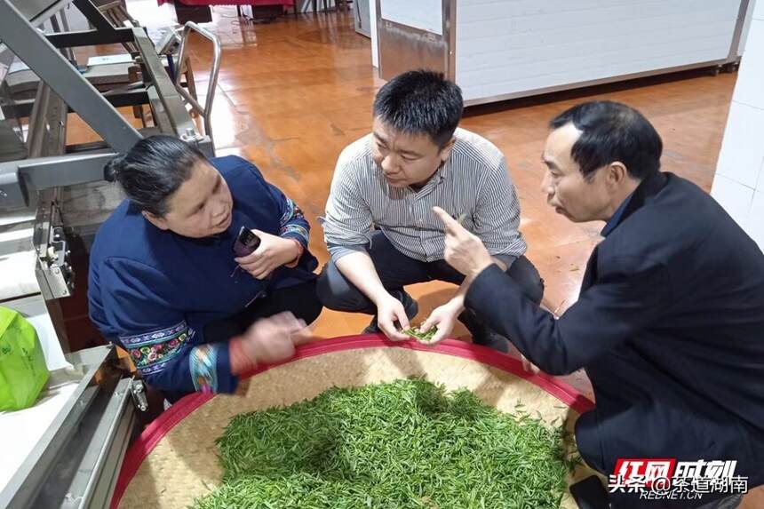湖南省茶叶专家助力古丈春茶生产