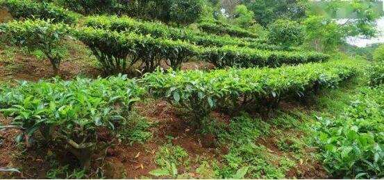 怎么分辨栽培型与野生茶？