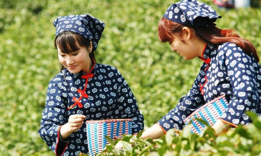 2020年春茶生产趋势预测
