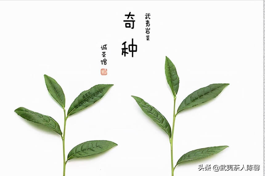 武夷山到底有多少茶树品种，茶人口中的奇种你知道是什么吗？