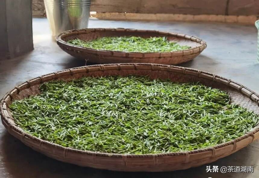 湖南安化：春茶吐新绿，茶农忙采茶