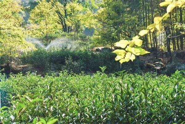 赣茶·寻茶记｜“武夷峰”河红——还原茶与自然的本真