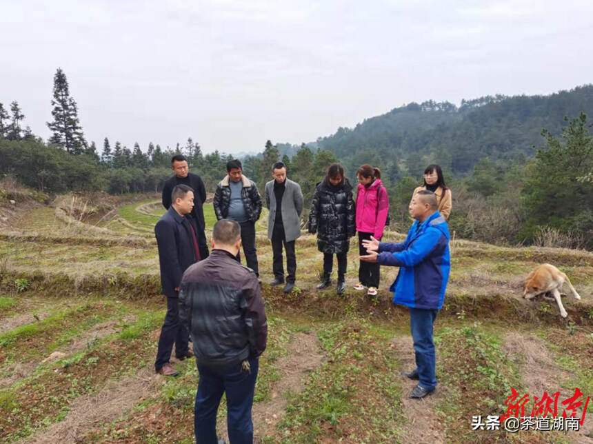 省农科院茶叶研究所指导组到泸溪县调研指导白茶产业