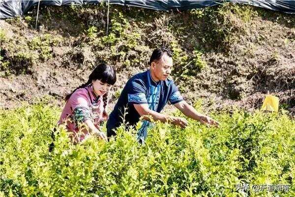 张家界：发展莓茶产业，助力乡村振兴
