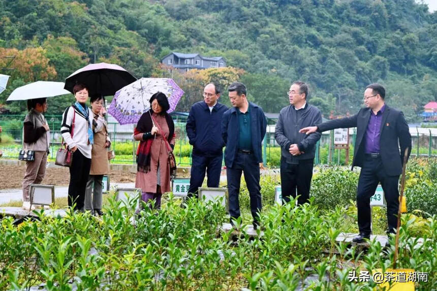 湘西州茶文化进机关活动启动仪式暨第一期女干部茶艺培训班举办
