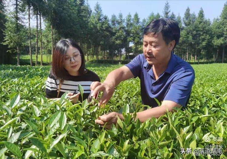 娄底市人大茶产业专题调研活动走进湖南月光茶业