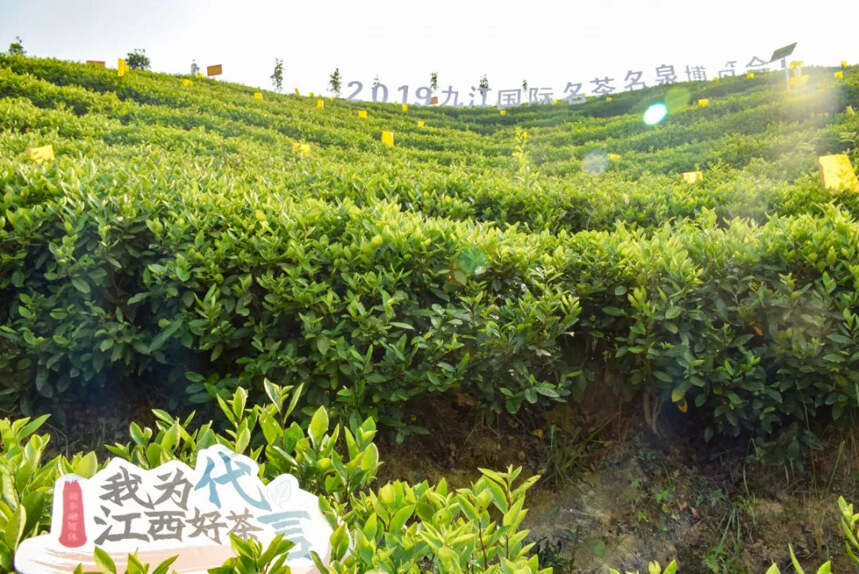 赣茶·寻茶记 |“绿丰”茶业领潮而行 用情用力富乡民