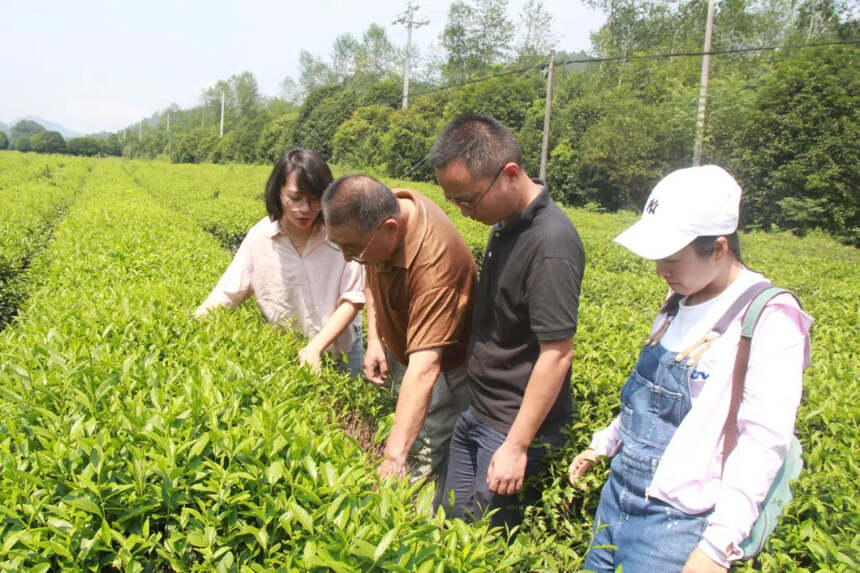 赣茶·动态 | 江西茶产业发展座谈会在婺源召开