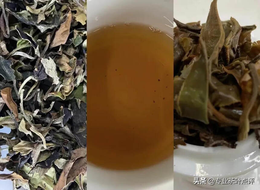 白茶审评报告：云南白茶具有特别的乔木味？