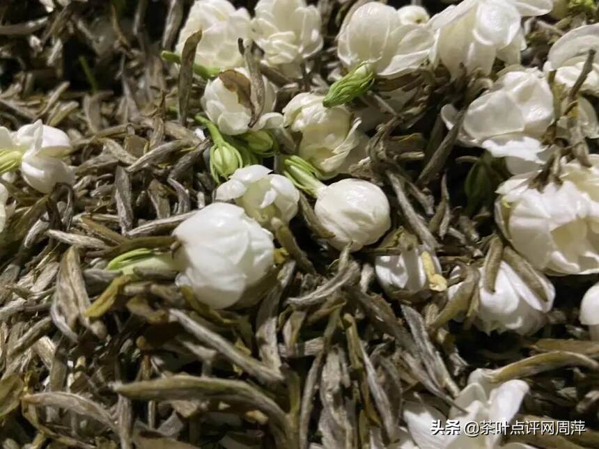 夜访茉莉花厂：等花开，看茶与花的碰撞