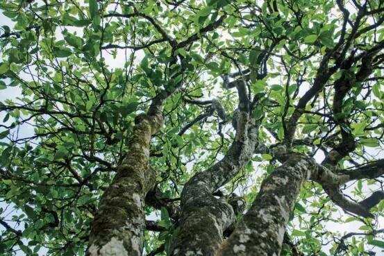 多少年的普洱茶树才算是老茶树？