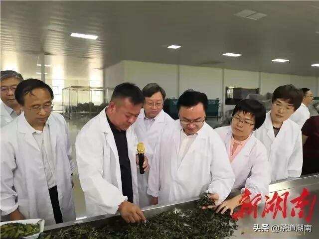 推进中国茶复兴——访中国工程院院士刘仲华