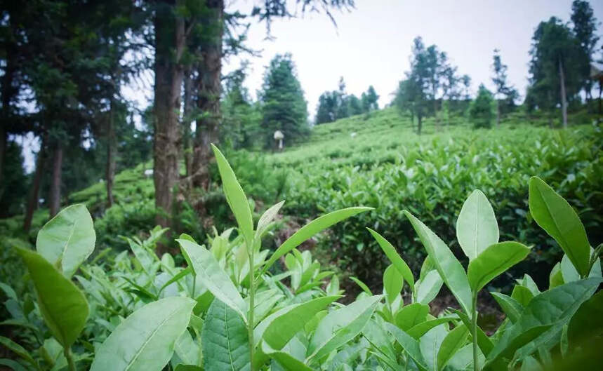 赣茶·寻茶记 | 立足青山绿水 做一杯生态好茶