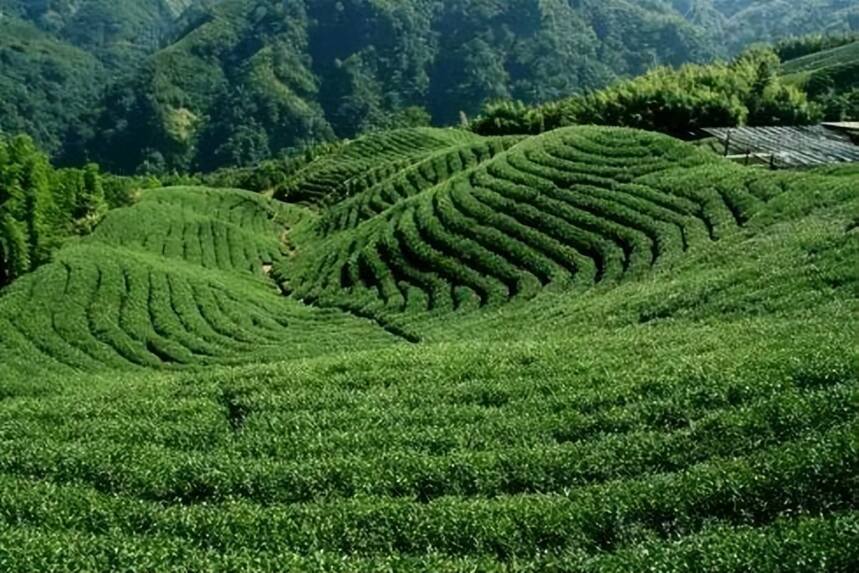 青茶 | 台湾乌龙 --- 高山乌龙茶的特征 代表性高山茶 - 阿里山乌龙