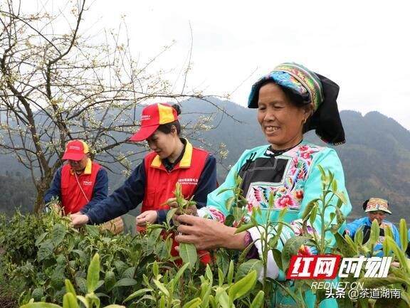 保靖：电力赋能保靖黄金茶产业发展 茶农收入有保障
