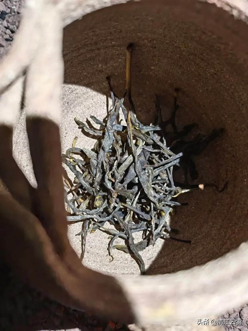 古老的茶山：六大茶山之一：植物王国——西双版纳，倚邦