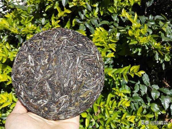 好喝的古树茶普洱茶，真的不一样，带你了解普洱茶古树的秘密