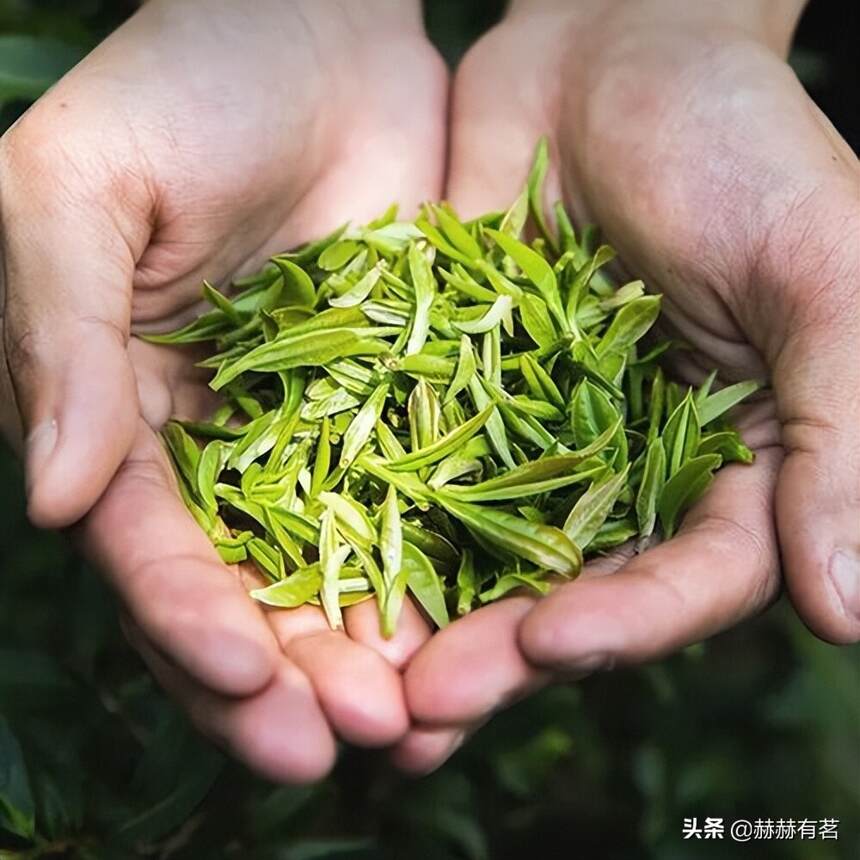 绿茶喝不惯，黄茶别提有多“香”！“仙芽”霍山黄芽告诉你