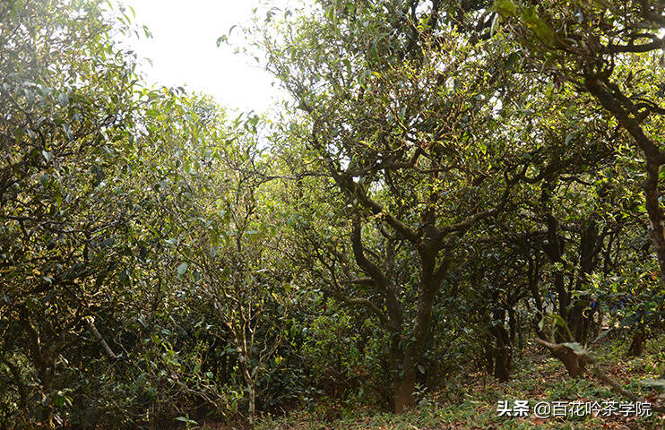 关于普洱茶高杆古茶树，你了解多少？