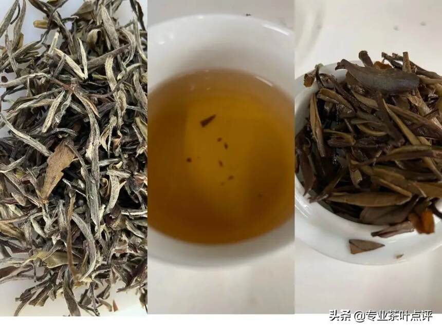 茶评：不同白茶品种审评，你心中的最佳是谁？