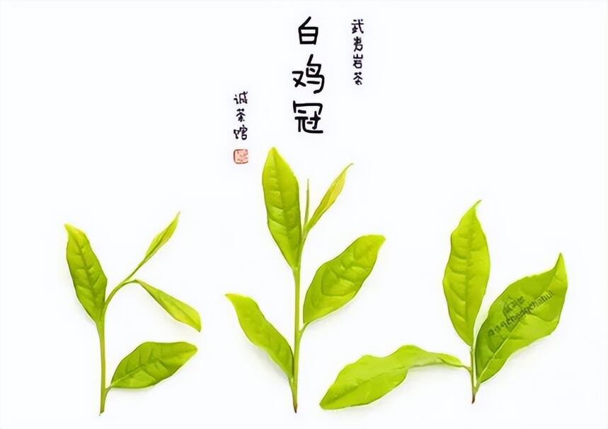 青茶 | 闽北乌龙 --- 武夷岩茶之四大名枞--白鸡冠之岩茶皇后
