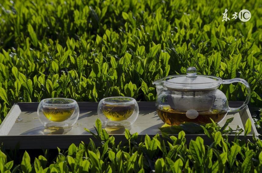 炎热天气，喝普洱茶绿茶和白茶哪一种比较好