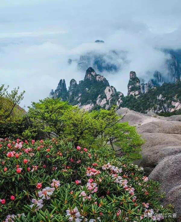 天下奇山，安徽黄山。高山产好茶，黄山毛峰