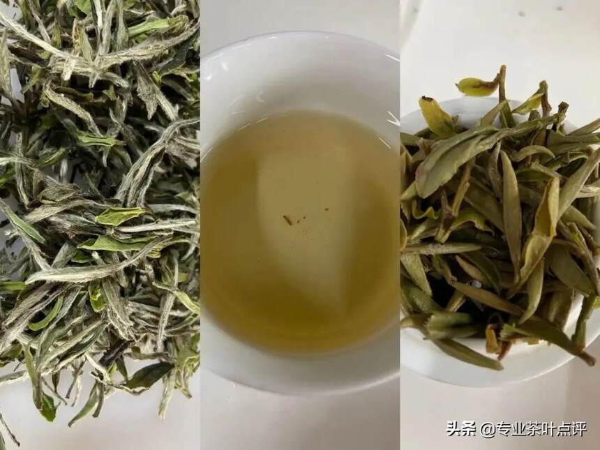 茶评：不同白茶品种审评，你心中的最佳是谁？