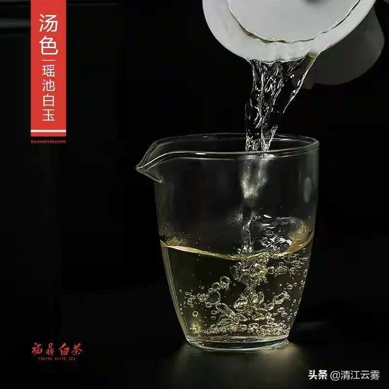 中国十大名茶之一：福鼎“白毫银针”“茶王”“漂亮美女”