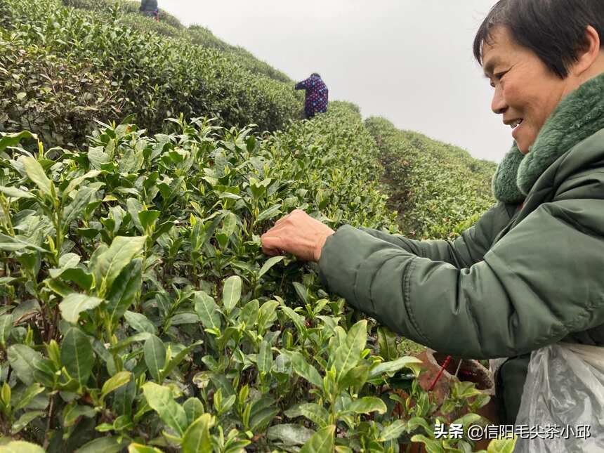 最近信阳主产区茶叶还没全面开采上市，为啥光山县茶叶少量上市？