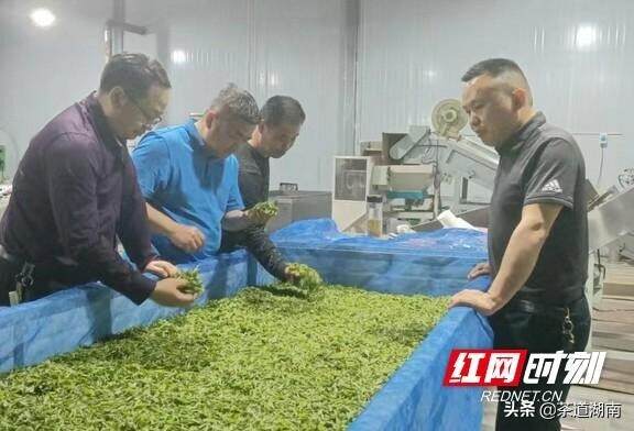 湘西州茶叶协会到古丈县开展调研活动
