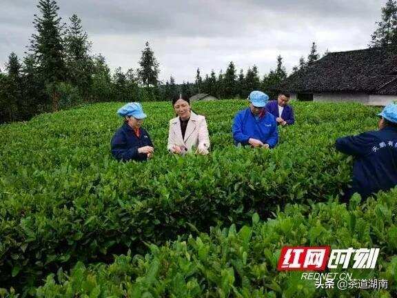 新化：省科技特派员传授茶叶新技术 助力茶产业发展