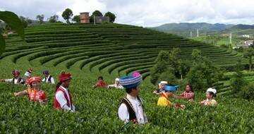 云南普洱茶区按山头分为3大茶区和25个小茶区，你知道多少？
