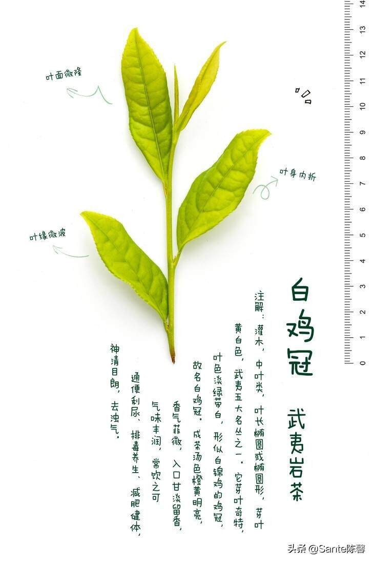评茶篇——11，武夷岩茶名丛之白鸡冠篇