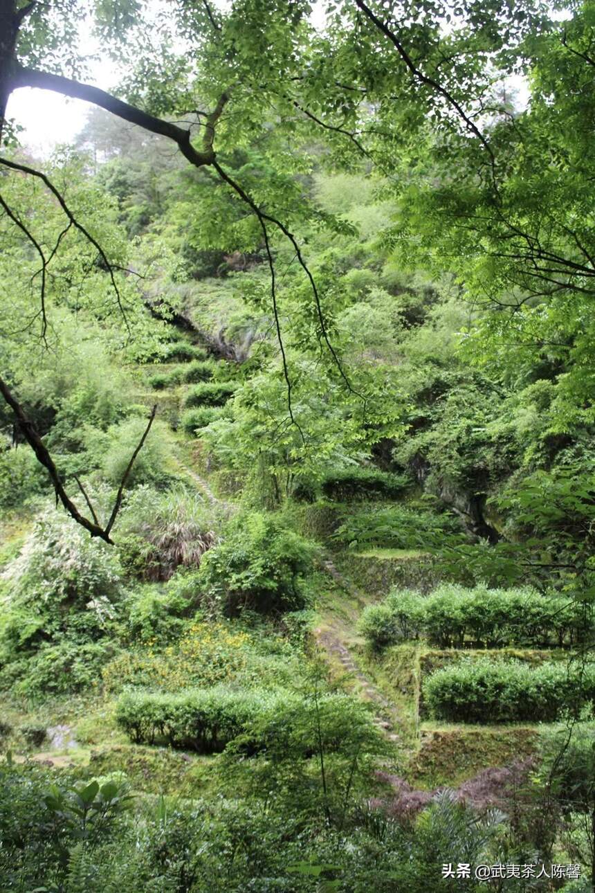 深耕篇——武夷岩茶茶树的种植管理